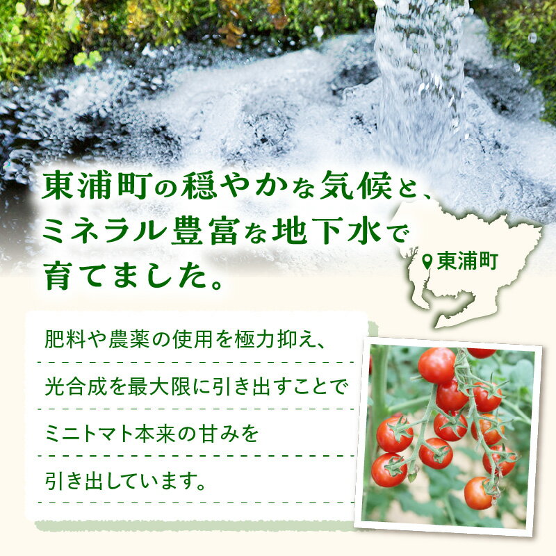 【ふるさと納税】農園直送 つぶより ミニトマト【選べる内容量 1kg / 2kg / 3kg】【期間限定】とまと プチトマト あまい 野菜 とれたて 採れたて 東浦町 愛知県 ナカセ農園 [AN001] - 画像3