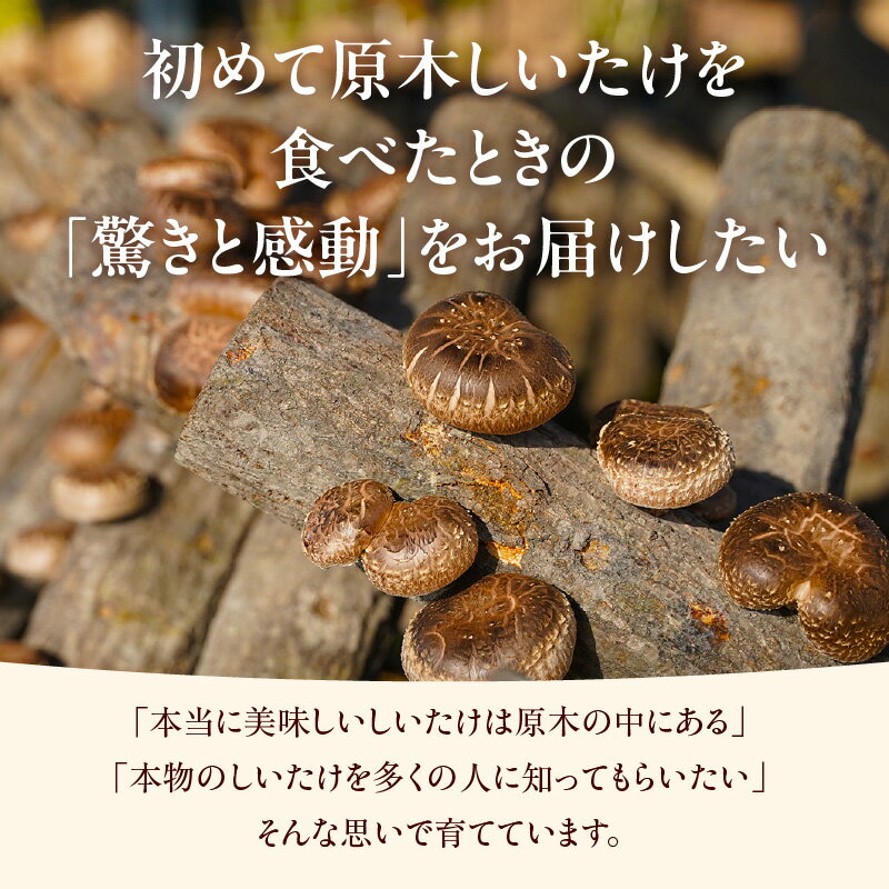 【ふるさと納税】《先行予約》東浦町産 原木栽培生しいたけ【選べる内容量 500g・1kg】原木しいたけ 生しいたけ 国産 野菜 原木栽培 予約 東浦町 愛知県 ナカセ農園 【2026年10月～発送】送料無料 [AG001] - 画像2