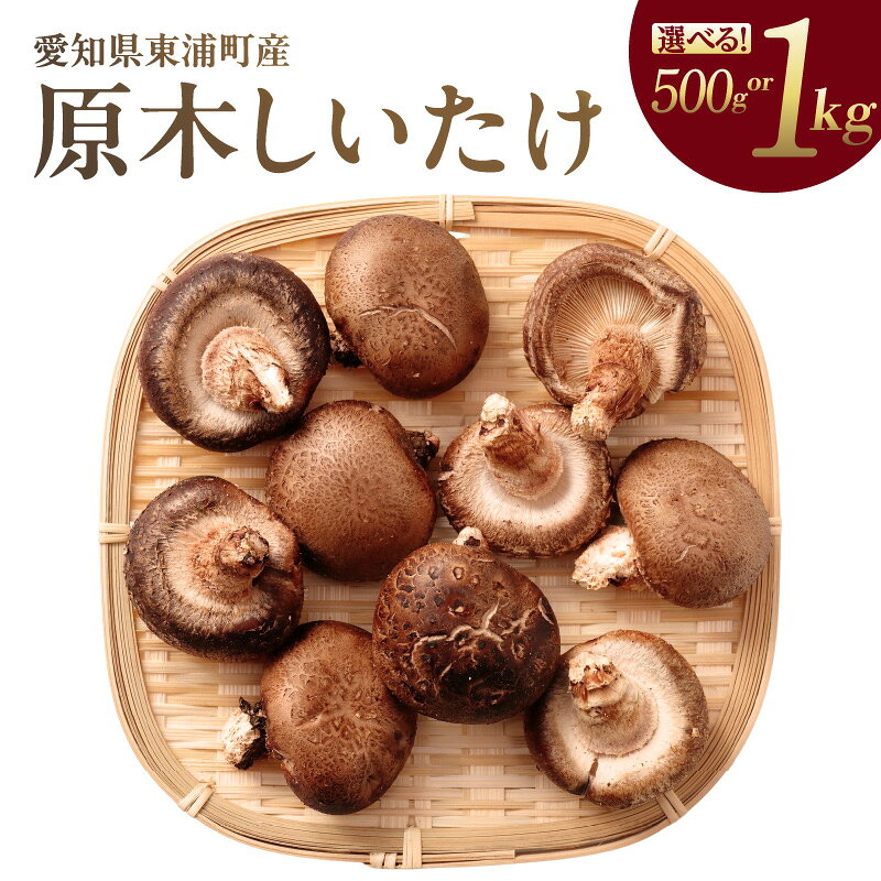 《先行予約》東浦町産 原木栽培生しいたけ【選べる内容量 500g・1kg】原木しいたけ 生しいたけ 国産 野菜 原木栽培 予約 東浦町 愛知県 ナカセ農園 【2026年10月～発送】送料無料 [AG001]