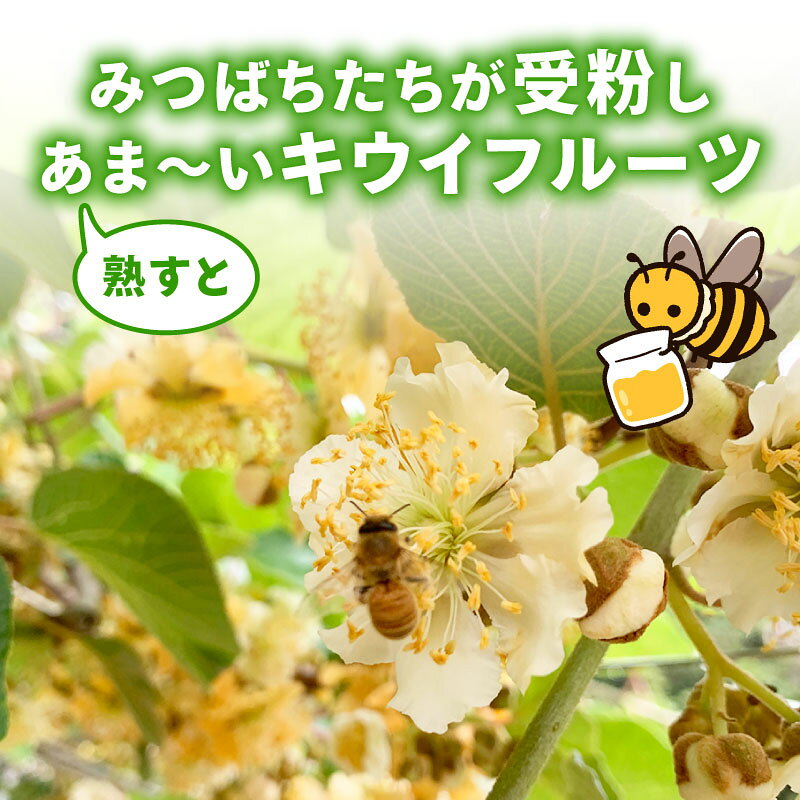 【ふるさと納税】【先行予約】【12月上旬~順次発送】キウイ フルーツ 無農薬 グリーンキウイ 腸活 健康 甘い キウイフルーツ 大玉 1~1.2kg 贈答品 贈答用 贈り物 栽培期間中農薬・化学肥料不使用 デザート 果物 【配送不可地域：北海道 青森 秋田 岩手 沖縄 離島】 サムネイル2