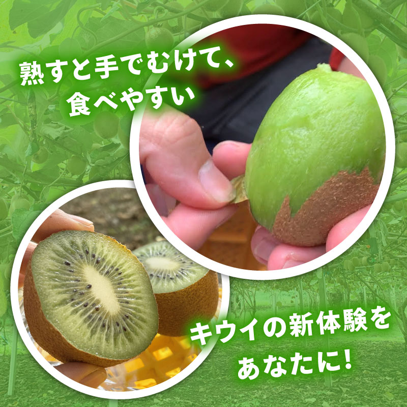 【ふるさと納税】【先行予約】【12月上旬~順次発送】キウイ フルーツ 無農薬 グリーンキウイ 腸活 健康 甘い キウイフルーツ みつばちキウイ 中玉 900g~2kg 栽培期間中農薬・化学肥料不使用 デザート 果物 くだもの 【配送不可地域：北海道 青森 秋田 岩手 沖縄 離島】 サムネイル3