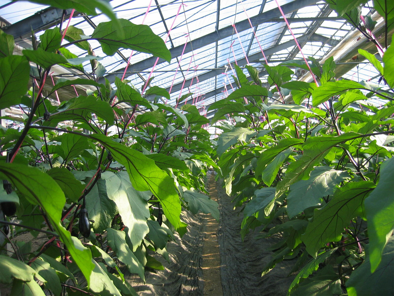 【ふるさと納税】幸田町産「とげなし美茄子」 5kg ｜ なす ナス 茄子 野菜 ※11月～6月に順次発送予定 - 画像3