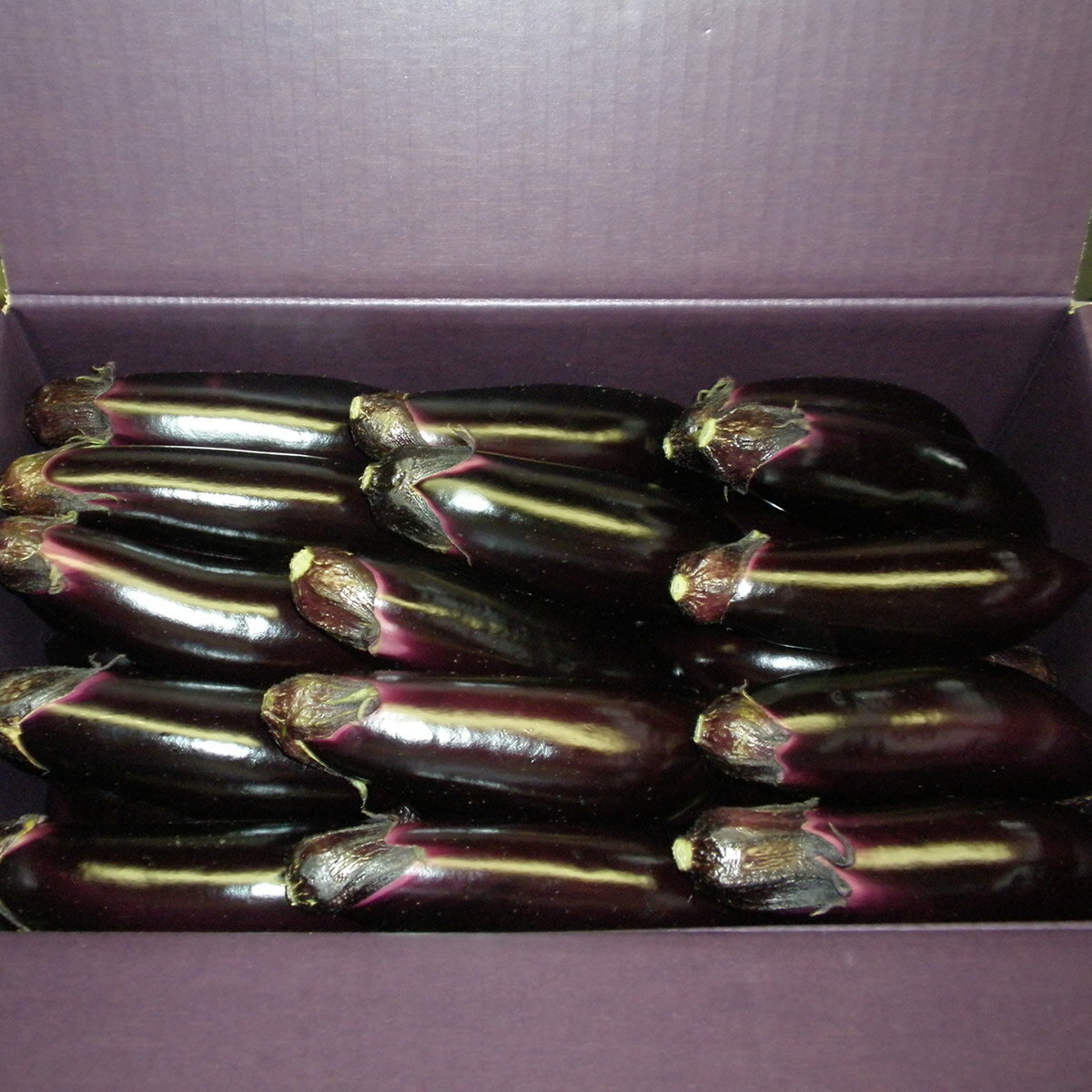 幸田町産「とげなし美茄子」 5kg ｜ なす ナス 茄子 野菜 ※11月～6月に順次発送予定