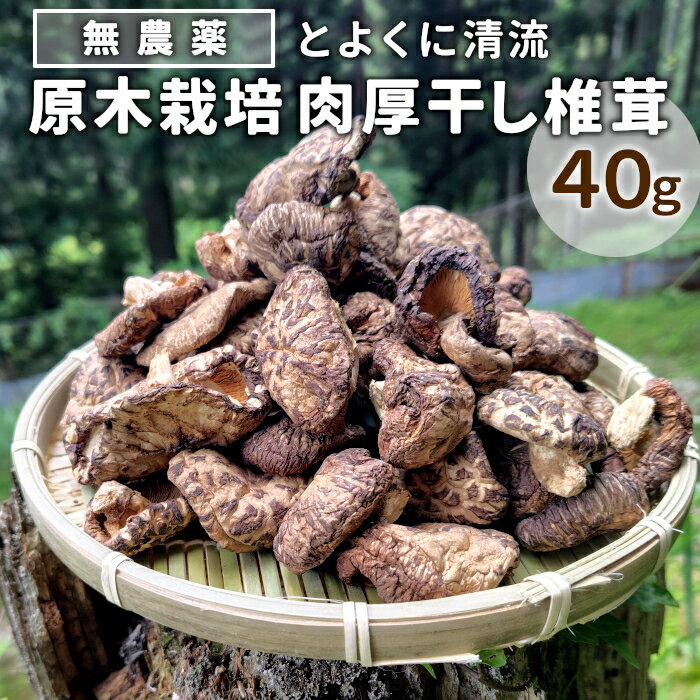 無農薬 原木栽培 肉厚 とよくに清流 ほししいたけ 40g しいたけ 椎茸 シイタケ 原木椎茸 野菜 きのこ 無農薬栽培 干ししいたけ 乾燥しいたけ 干し椎茸 バーベキュー お試し 煮物 -347