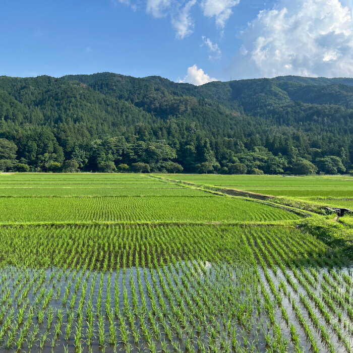 【ふるさと納税】令和7年度米 名倉高原米「ゆうだい21」選べる内容量 5Kg 10Kg 米 お米 白米 ごはん 数量限定 愛知県産 ブランド米 -326 - 画像2