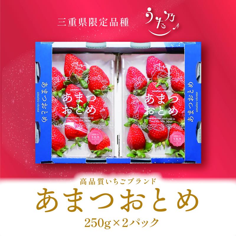 あまつおとめ イチゴ「うた乃」三重県限定品種 計500g (250g×2パック)[ 五感で楽しむ至福のいちご 果物 フルーツ 苺 イチゴ ブランド 人気 ]　お届け：2026年1月中旬～5月下旬予定
