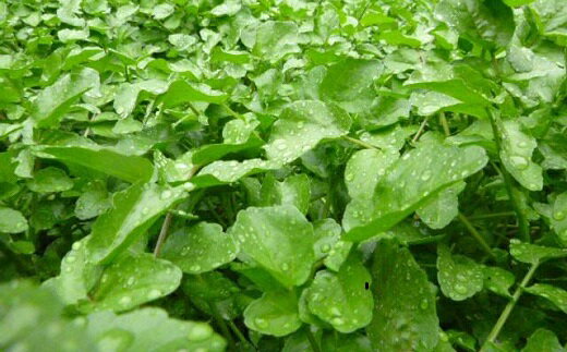 【ふるさと納税】はぜのクレソンと里山の恵みセット（11月〜4月発送）【たかお農機店】 - 画像3