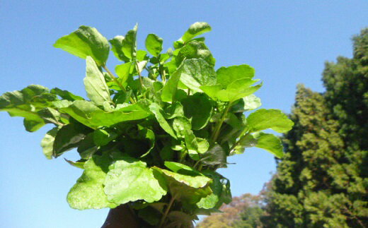 はぜのクレソンと里山の恵みセット（11月〜4月発送）【たかお農機店】