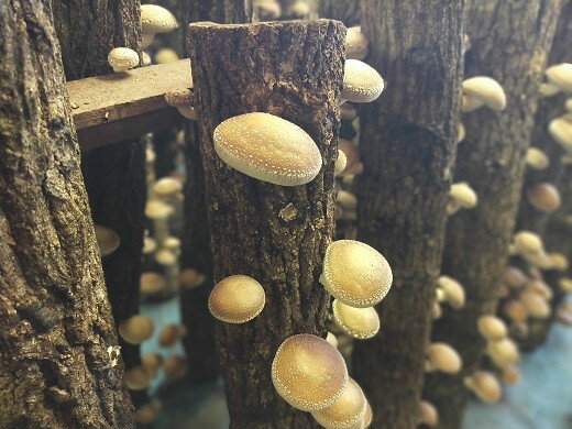 【ふるさと納税】地元中学生考案のオリジナルレシピ付き！原木生しいたけセット ＜選べる2種＞【三重県松阪産】【青木林産園】 - 画像3