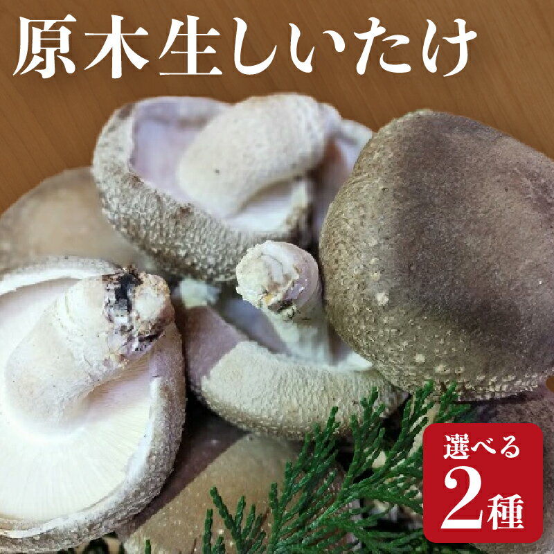 地元中学生考案のオリジナルレシピ付き！原木生しいたけセット ＜選べる2種＞【三重県松阪産】【青木林産園】