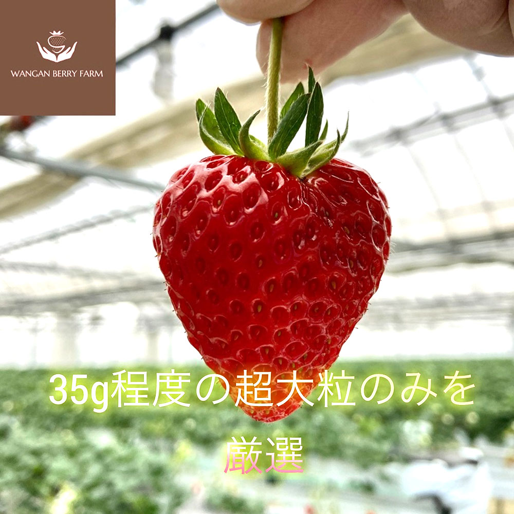 【ふるさと納税】【先行予約】完熟プレミアムいちご「グランベリー」 品種：よつぼし＆ほしうらら 各1パック 計約630g（約315g×2パック） イチゴ 苺 くだもの 果物 果実 フルーツ 冷蔵 三重県産 国産 三重県 桑名市 送料無料 【2026年1月上旬～3月上旬迄発送予定】 サムネイル2