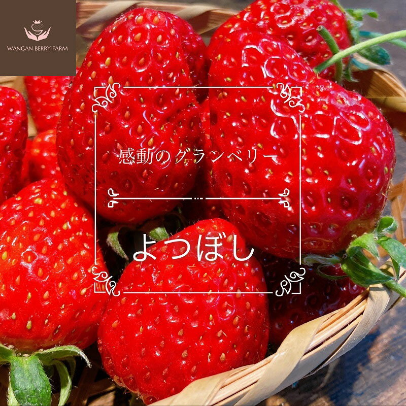 ＜選べる内容量＞【先行予約】完熟プレミアムいちご「グランベリー」 品種：よつぼし 約315g×1パック / 計約630g（約315g×2パック） イチゴ 苺 くだもの 果物 果実 フルーツ 冷蔵 国産 三重県産 桑名市 送料無料 【2026年1月上旬～3月上旬迄発送予定】
