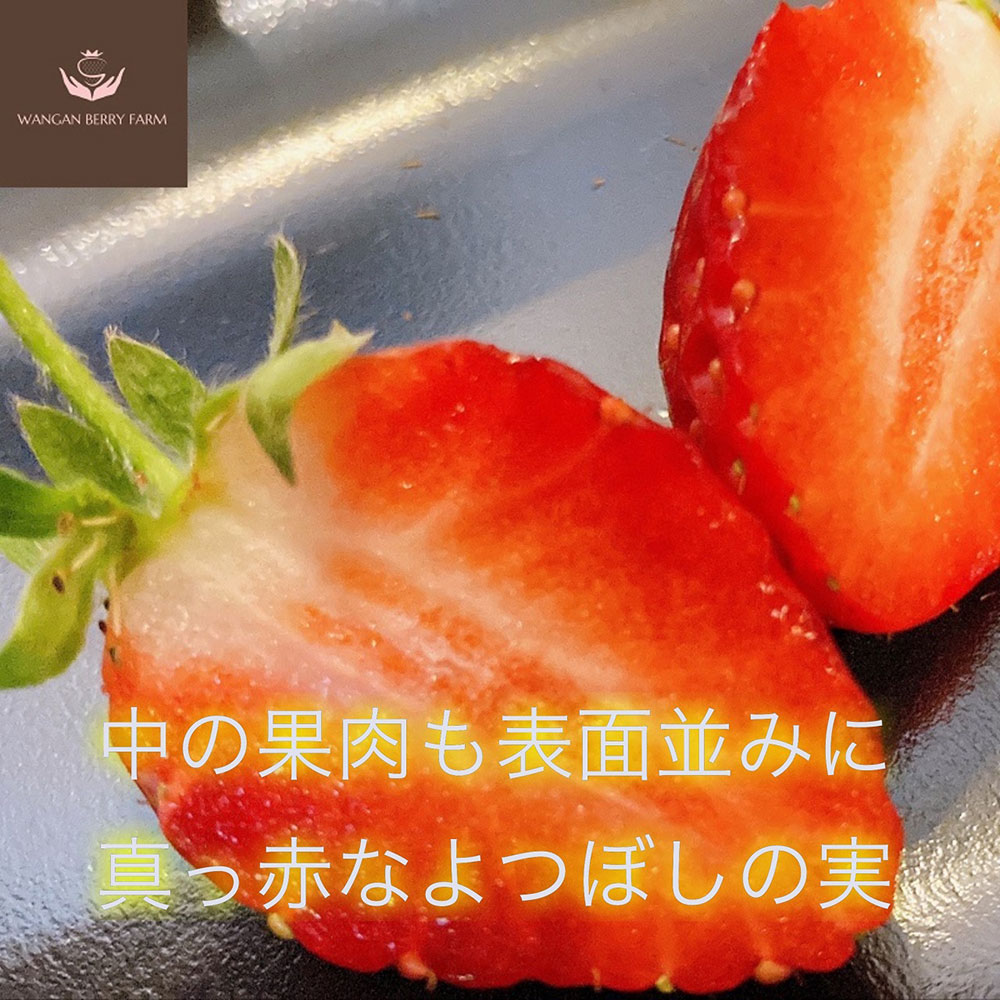 【ふるさと納税】＜選べる内容量＞【先行予約】完熟プレミアムいちご「グランベリー」 品種：よつぼし 約315g×1パック / 計約630g（約315g×2パック） イチゴ 苺 くだもの 果物 果実 フルーツ 冷蔵 国産 三重県産 桑名市 送料無料 【2026年1月上旬～3月上旬迄発送予定】 サムネイル3