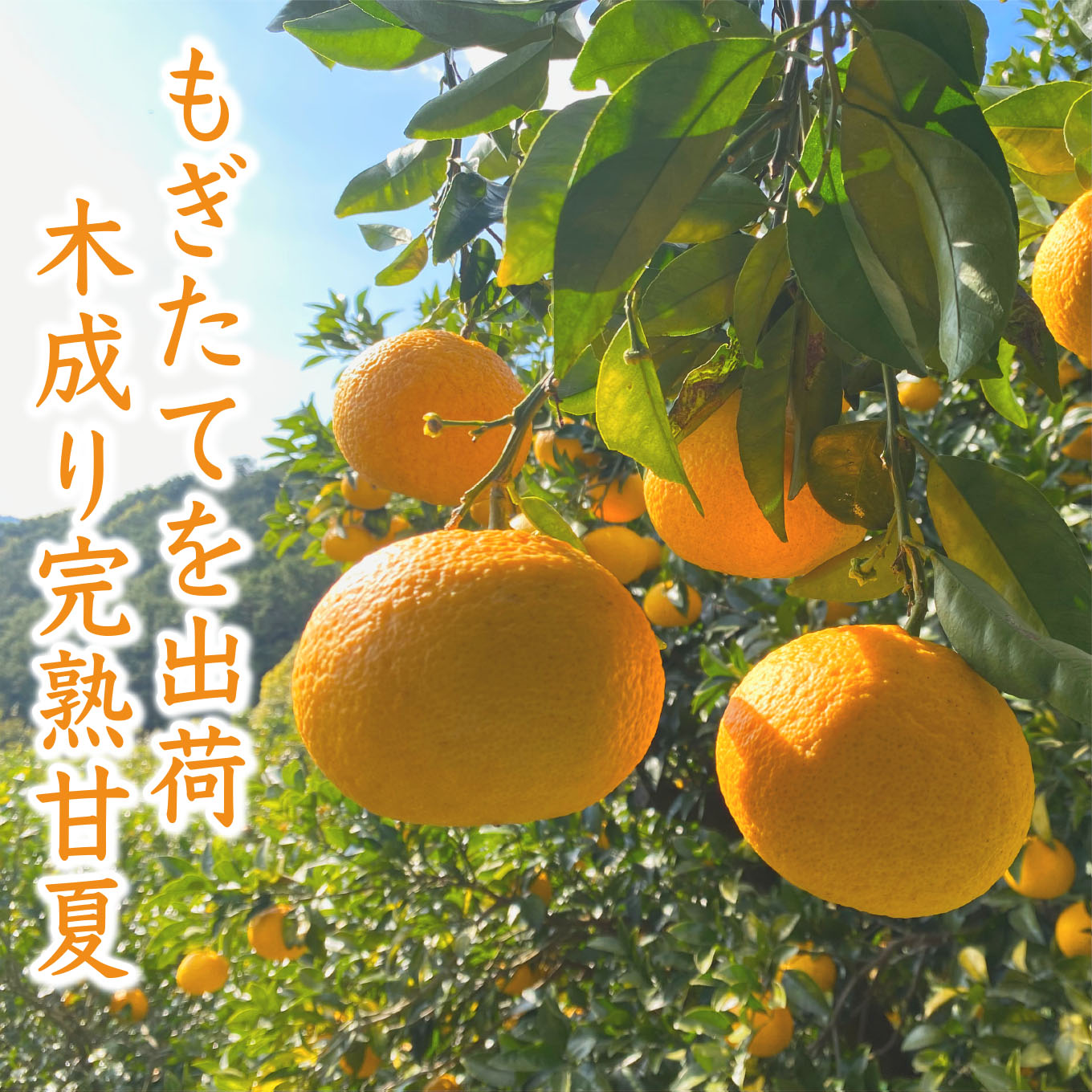 【ふるさと納税】【【先行予約 4月出荷】 おわせの雨夏（あまなつ） 10kg　無農薬 ワックス・防腐剤不使用 木成り 完熟 甘夏 ギフト 贈答 日用 でも使える 三重 尾鷲 の 柑橘 特産品 TK-16 サムネイル2