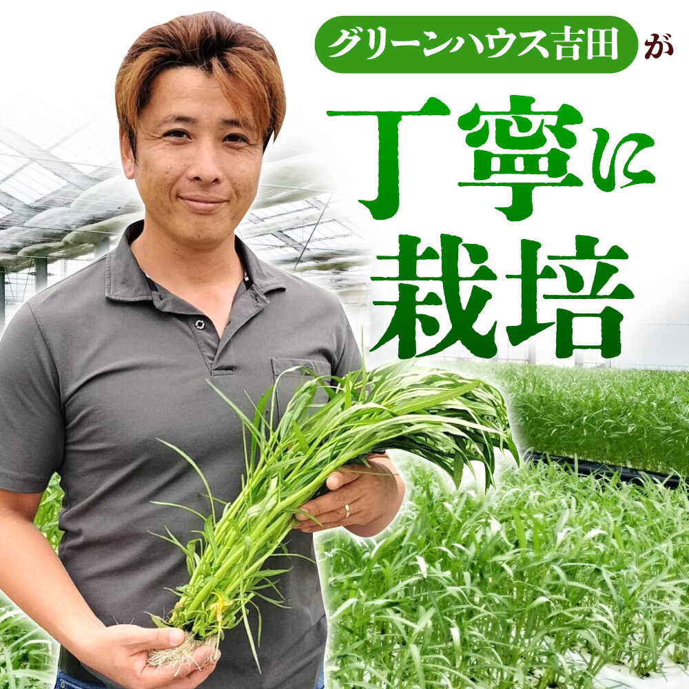 【ふるさと納税】新鮮朝採れ くうしん菜 大容量パック 20袋 / 亀山市 / グリーンハウス吉田[AMCD001] - 画像2