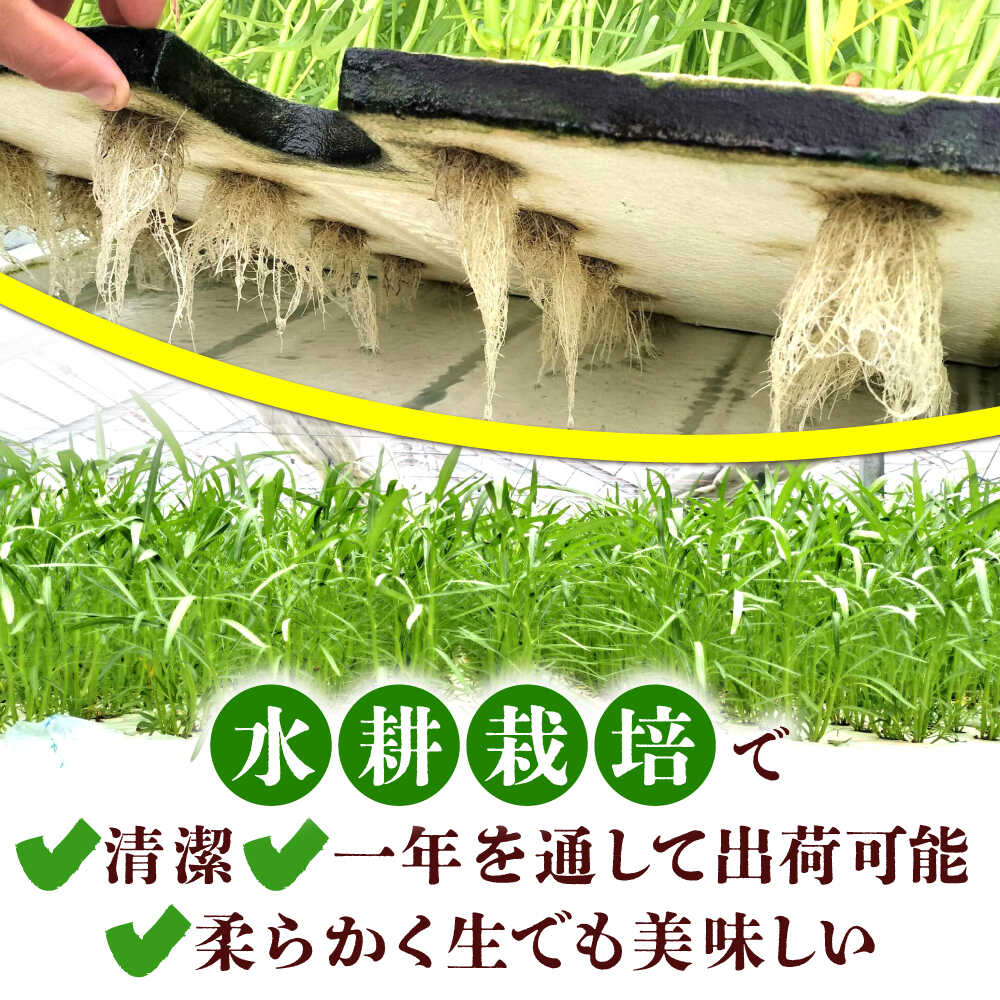 【ふるさと納税】新鮮朝採れ くうしん菜 大容量パック 20袋 / 亀山市 / グリーンハウス吉田[AMCD001] - 画像3