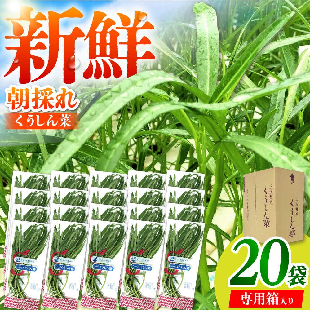 新鮮朝採れ くうしん菜 大容量パック 20袋 / 亀山市 / グリーンハウス吉田[AMCD001]