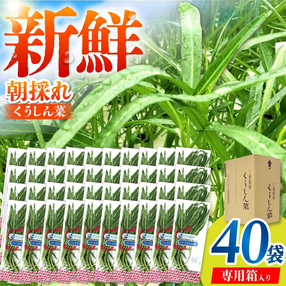新鮮朝採れ くうしん菜 大容量パック 40袋 / 亀山市 / グリーンハウス吉田[AMCD002]