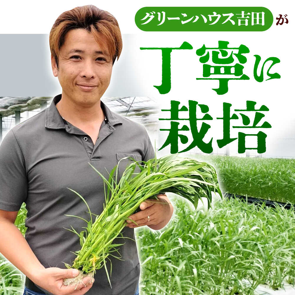 【ふるさと納税】【3回定期便】新鮮朝採れ くうしん菜 計30袋 / 亀山市 / グリーンハウス吉田[AMCD003] - 画像2