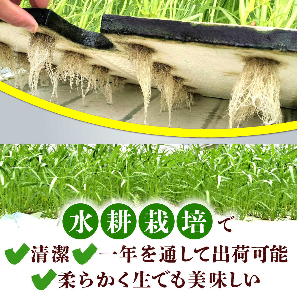 【ふるさと納税】【3回定期便】新鮮朝採れ くうしん菜 計30袋 / 亀山市 / グリーンハウス吉田[AMCD003] - 画像3