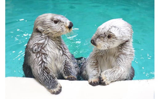 【ふるさと納税】17-05鳥羽水族館 年間パスポート 小人 サムネイル2