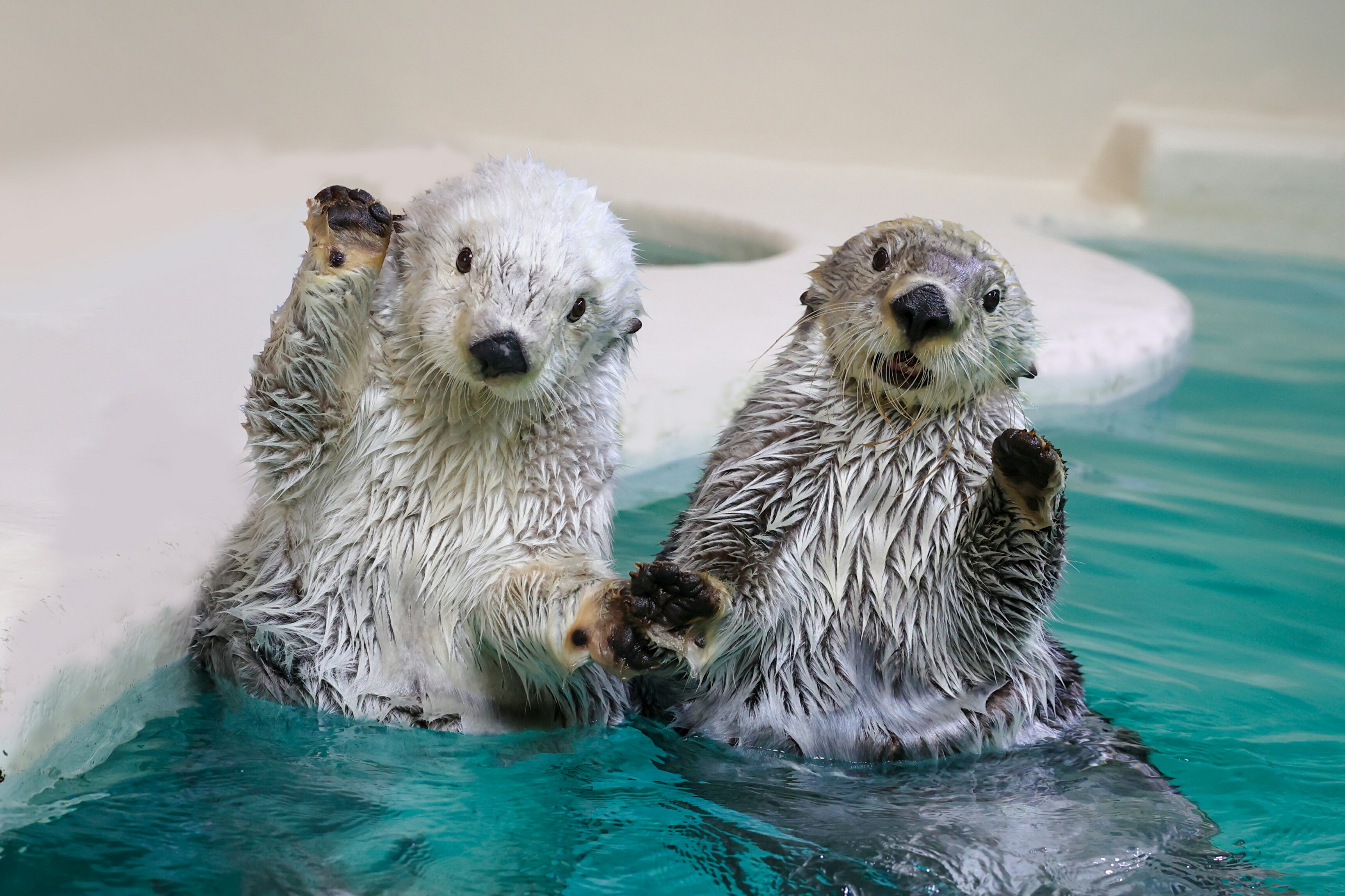 30-53鳥羽水族館 年間パスポート 大人