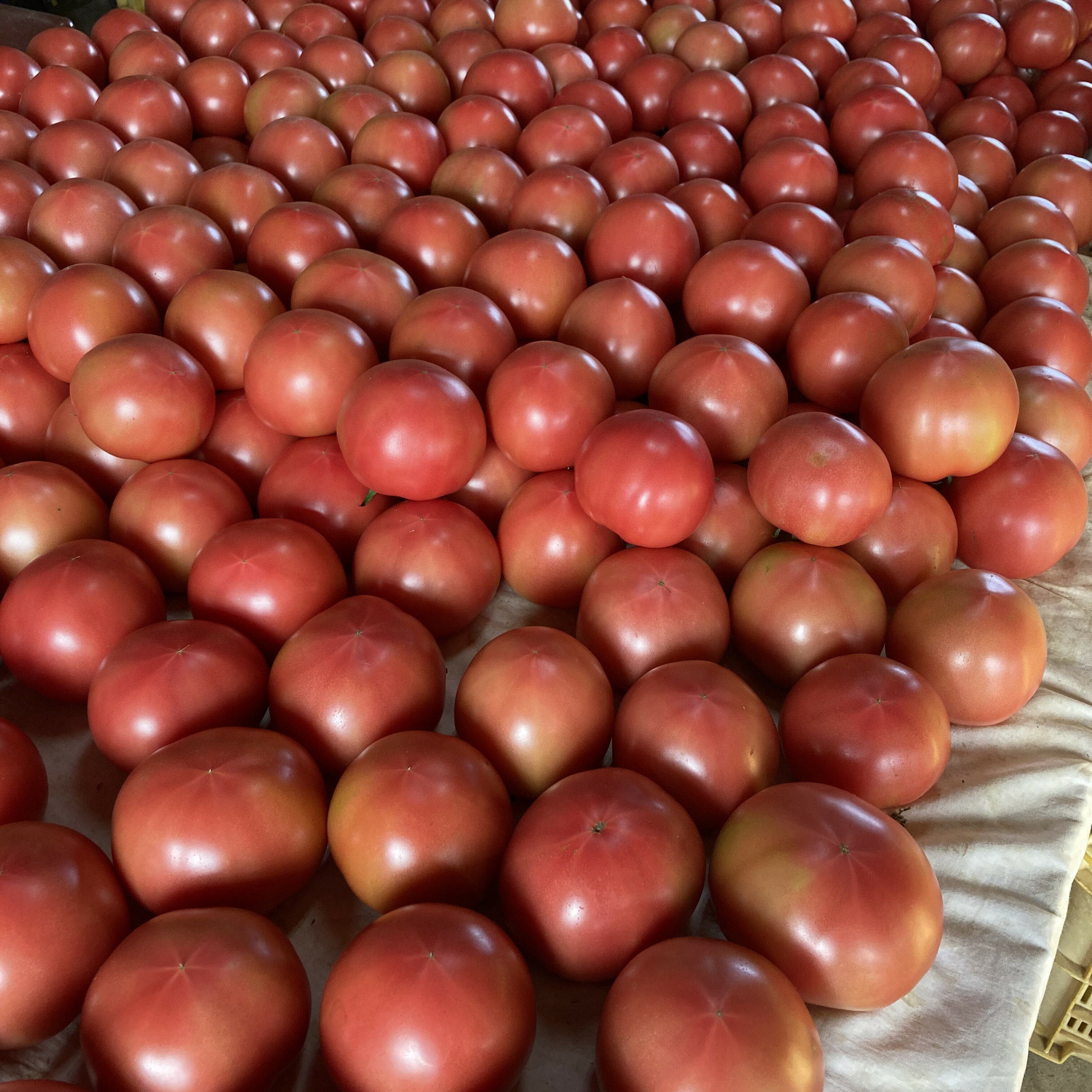 【ふるさと納税】 【先行予約】熊野市産 仲良し夫婦の ま〜るんトマト 2.5kg ※2025年12月上旬頃〜2026年6月中旬頃に順次発送予定 - 画像3