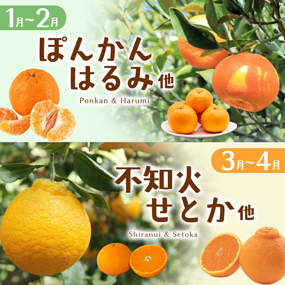 【ふるさと納税】 みかん 定期便 3回 5回 季節の柑橘詰合せ みかん ミカン 温州みかん フルーツ 果物 くだもの 柑橘 不知火 せとか 果物定期便 フルーツ定期便 果物セット フルーツセット 甘い 濃厚 産地直送 数量限定 人気 国産 三重県 熊野市 送料無料 サムネイル3