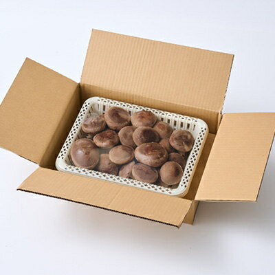 【ふるさと納税】贈答品用椎茸かご盛りセット【配送不可地域：離島】【1201244】 - 画像2