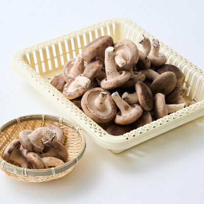 【ふるさと納税】贈答品用椎茸かご盛りセット(大)【配送不可地域：離島】【1201271】 - 画像3