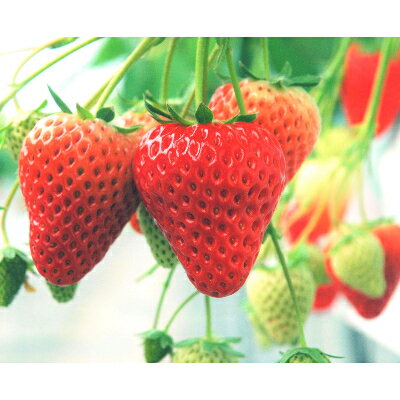 【ふるさと納税】多湖農園のデカうまっ苺「紅ほっぺ」化粧箱入り 500g　【配送不可地域：離島・北海道・沖縄県】【1211076】 サムネイル3