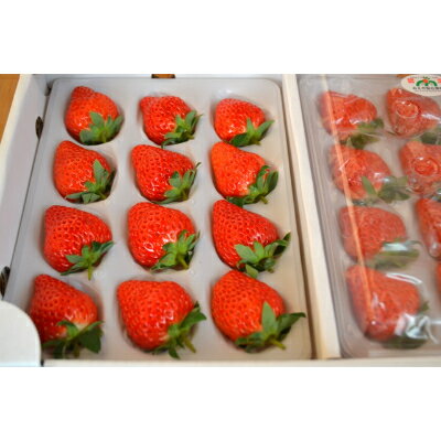 【ふるさと納税】多湖農園のデカうまっ苺「紅ほっぺ」化粧箱入り　1000g【配送不可地域：離島・北海道・沖縄県】【1211078】 サムネイル2