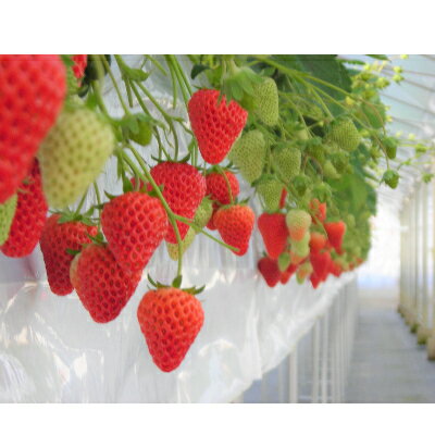 【ふるさと納税】多湖農園のデカうまっ苺「紅ほっぺ」化粧箱入り　1000g【配送不可地域：離島・北海道・沖縄県】【1211078】 サムネイル3