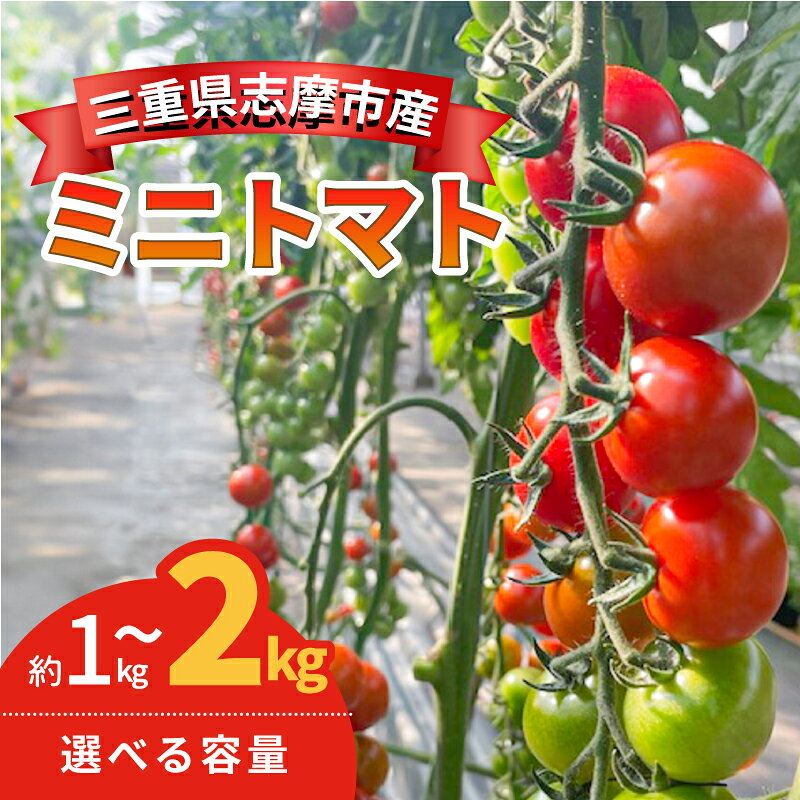 選べる容量 ミニトマト 1kg ~ 2kg 国産 トマト 野菜 国産 サラダ パスタ 新鮮 産地直送 三重県 伊勢 志摩市 TY千果