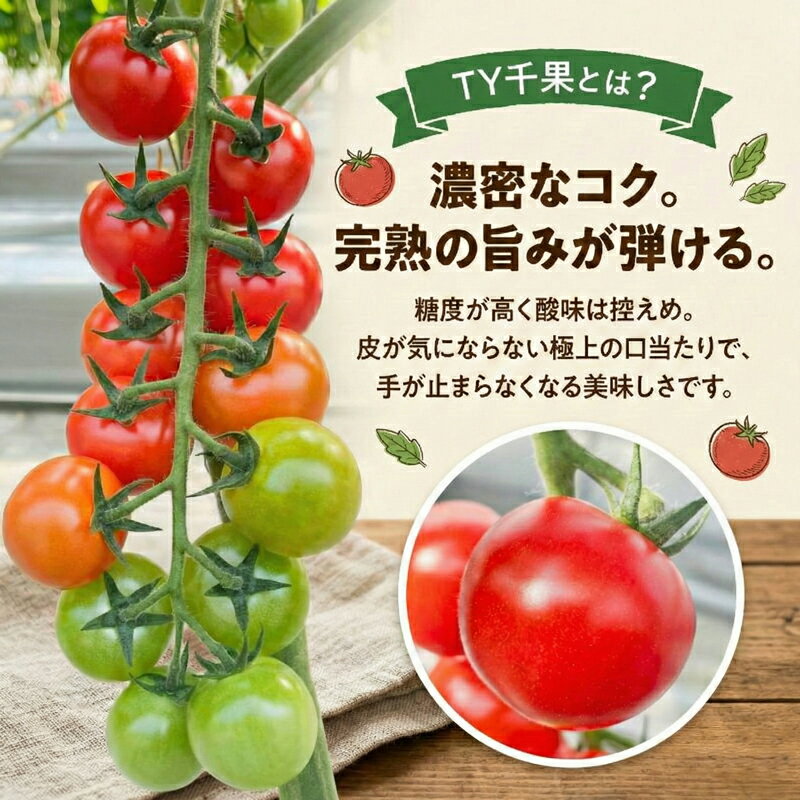 【ふるさと納税】 選べる容量 ミニトマト 1kg ~ 2kg 国産 トマト 野菜 国産 サラダ パスタ 新鮮 産地直送 三重県 伊勢 志摩市 TY千果 - 画像3