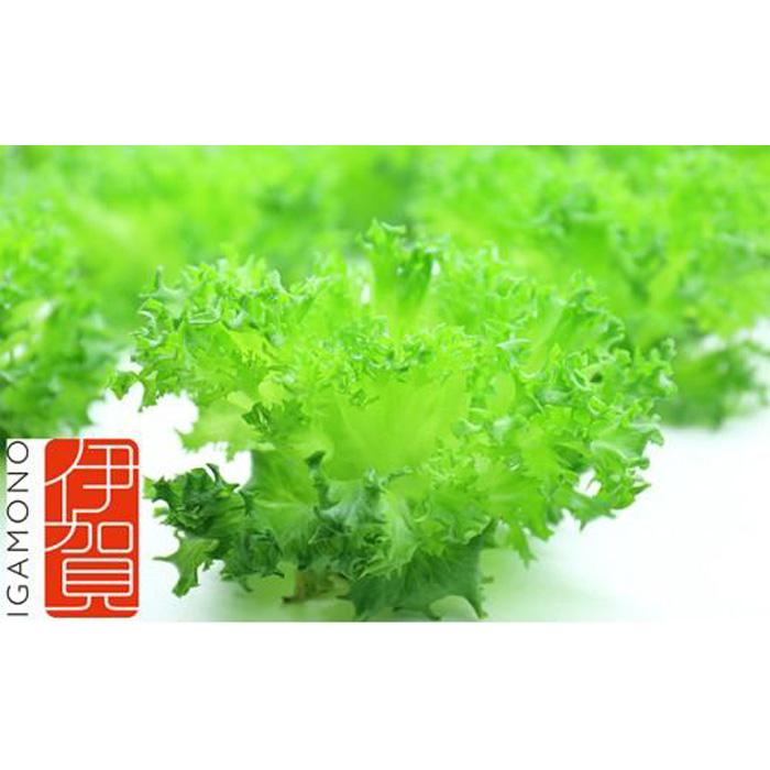Leaf Mie（完全人工光型植物工場レタス） | レタス 植物工場 シャキシャキ サラダ しゃぶしゃぶ 水耕栽培 フリルレタス 産地直送 送料無料 納税 返礼品 取り寄せ お取り寄せ 三重県 伊賀市 三重 伊賀