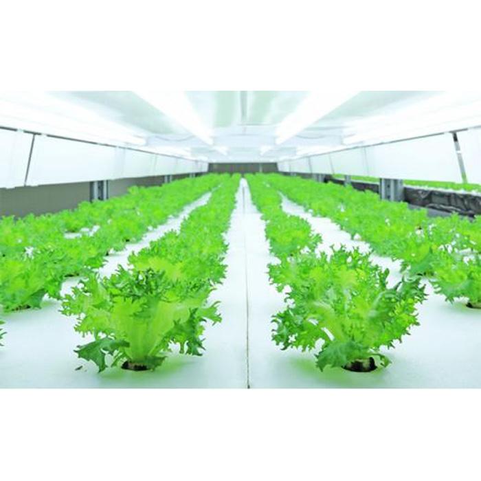 【ふるさと納税】Leaf Mie（完全人工光型植物工場レタス） | レタス 植物工場 シャキシャキ サラダ しゃぶしゃぶ 水耕栽培 フリルレタス 産地直送 送料無料 納税 返礼品 取り寄せ お取り寄せ 三重県 伊賀市 三重 伊賀 - 画像3