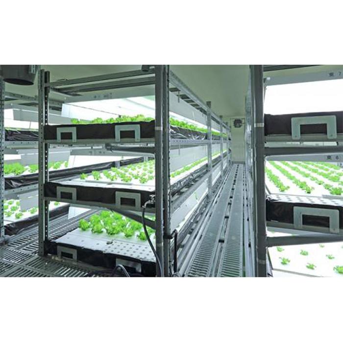 【ふるさと納税】Leaf Mie（完全人工光型植物工場レタス）約80g×25個　3ヶ月連続お届け | レタス 植物工場 シャキシャキ サラダ しゃぶしゃぶ 水耕栽培 フリルレタス 産地直送 送料無料 納税 返礼品 取り寄せ お取り寄せ 三重県 伊賀市 三重 伊賀 - 画像2