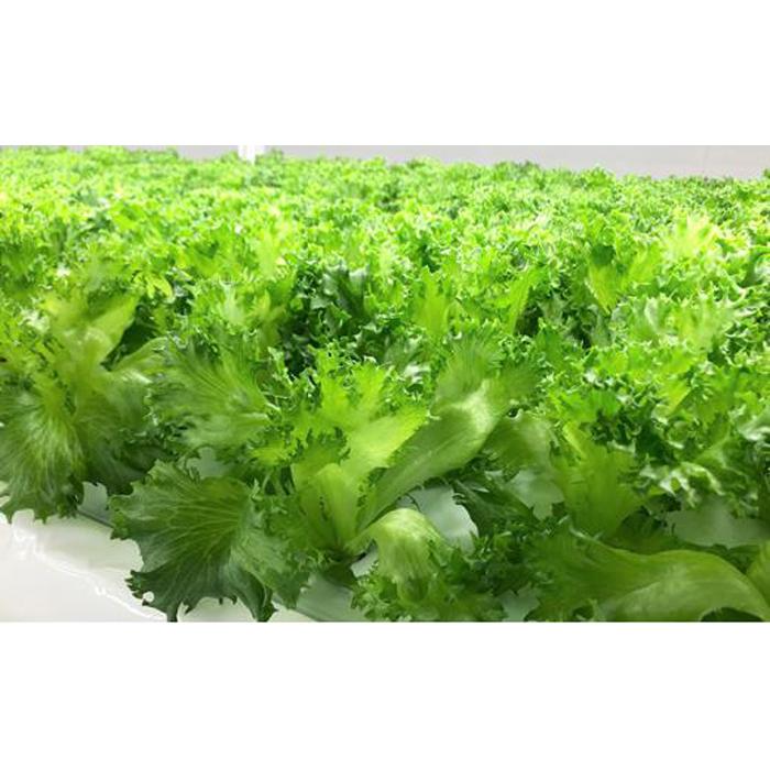 【ふるさと納税】アノレタス（リーフレタス）新鮮シャキシャキ 栽培期間中無農薬低カリウムレタス 12袋×3ヶ月連続お届けセット - 画像3