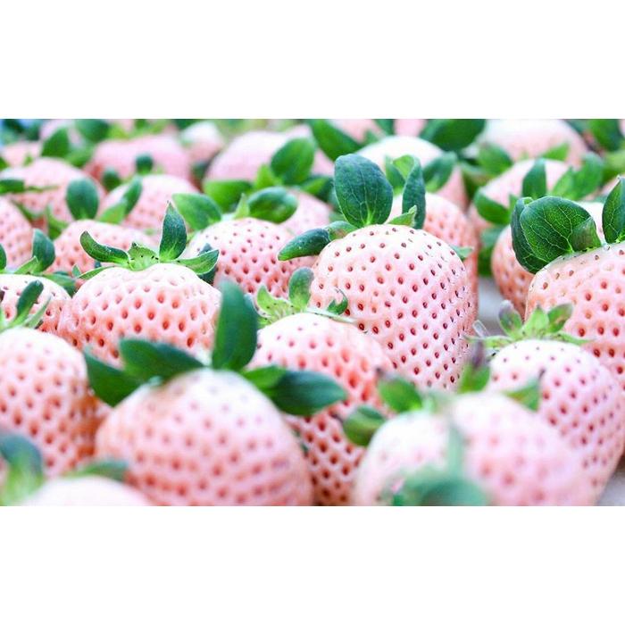 【ふるさと納税】【完熟クラフト苺BERRY】有名シェフ御用達【紅白いちご】樹上完熟よつぼし・淡雪 約500g（出荷2025年12月上旬～2026年5月下旬） | 食品 加工食品 人気 おすすめ 送料無料 サムネイル3
