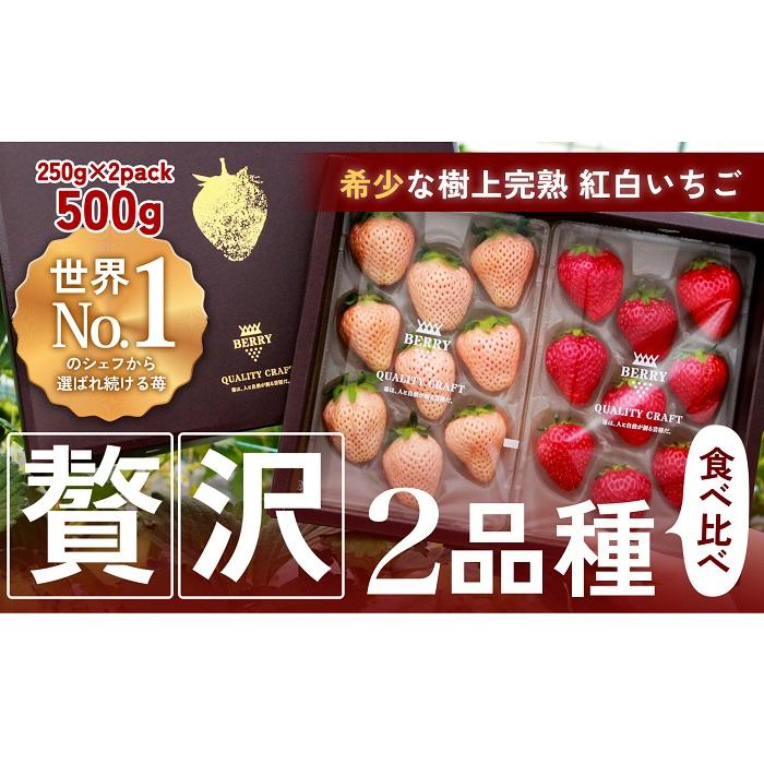 【完熟クラフト苺BERRY】有名シェフ御用達【紅白いちご】樹上完熟よつぼし・淡雪 約500g（出荷2025年12月上旬～2026年5月下旬） | 食品 加工食品 人気 おすすめ 送料無料