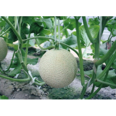 【ふるさと納税】木曽岬産マスクメロン　2玉(1玉1.5kg以上)　令和8年7月1日から発送【1259090】 サムネイル2