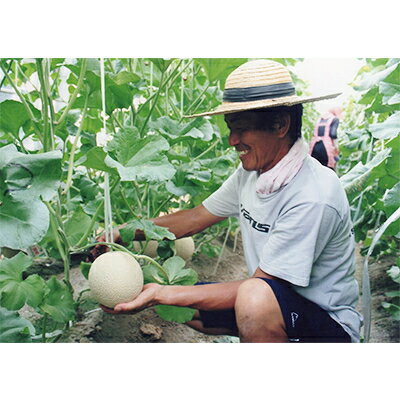 木曽岬産マスクメロン　2玉(1玉1.5kg以上)　令和8年7月9日から発送【1259091】