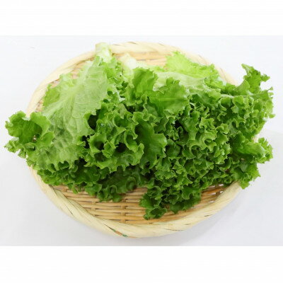 【ふるさと納税】カリウムが気になる方へ!生で食べられます!低カリウム野菜「Dr,ULHA」おすすめ10袋セット【配送不可地域：離島】【1314826】 - 画像3