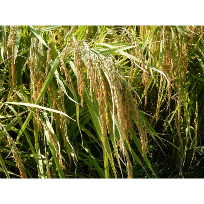 【ふるさと納税】三重県菰野町の復刻米から出来た日本酒「竹成(たけなり)」【1423837】 サムネイル2