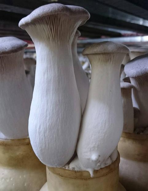 【ふるさと納税】 べっぴん エリンギ ！ どどーんと 3.5kg！ | えりんぎ きのこ キノコ 国産 生 tn-01 サムネイル2