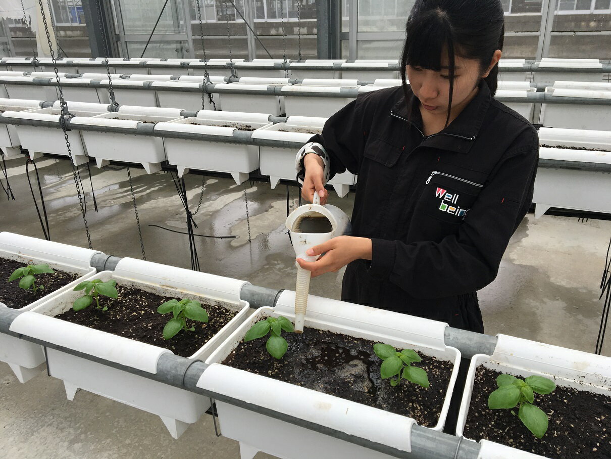 【ふるさと納税】 高校のバイオマスプラントで栽培した バジル オイル 270g×1本 | なたね 油 on-01 食用油 サムネイル3