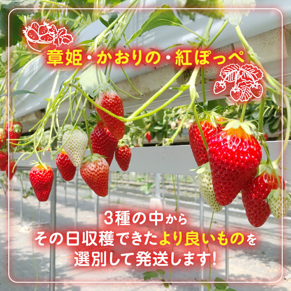 【ふるさと納税】多気町産いちご 約170g×4p イチゴ 苺 章姫 かおり野 紅ほっぺ CN-01 サムネイル2