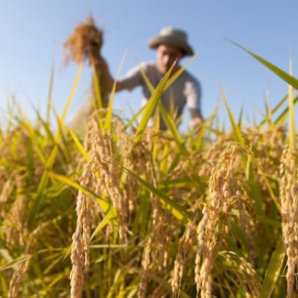 【ふるさと納税】【令和8年産】【10月発送予定】先行予約 新米 ミルキークイーン 10kg ( 5kg × 2 ) 農家直送 ミルキークイーン お米 米 こめ コメ 10キロ ミルキークイーン 精米 ミルキークイーン 先行 予約 ミルキークイーン 三重県 多気町 OKN-03-1 - 画像3