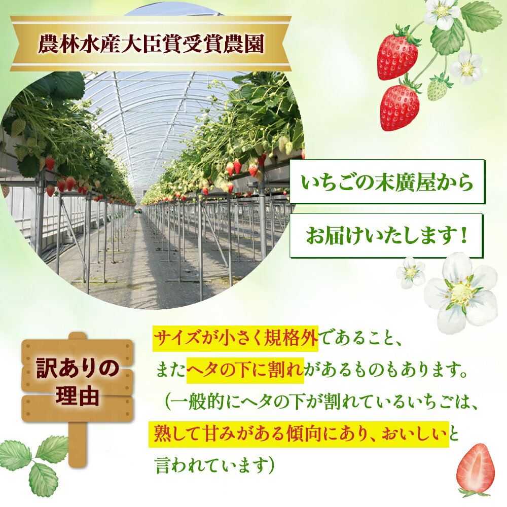 【ふるさと納税】農林水産大臣賞受賞農園からお届けする訳アリかおり野（大粒）/いちご　ISH-01 サムネイル3